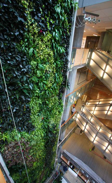 A shot of the wall, the exterior of which is covered in climbing plants. The foliage in varying shades of green extends up six stories. The living wall is set against a glass wall through which we can see the interior of the building.